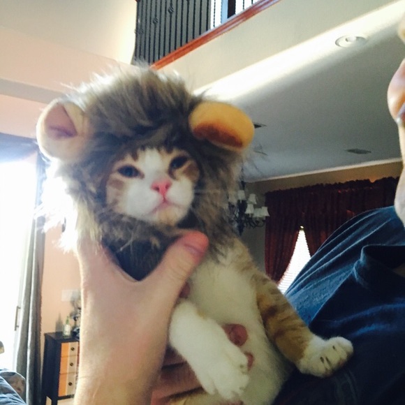 Meet your Posher, Ariel - Picture 6 of 8